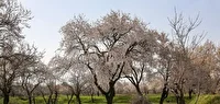 باران بهاری طراوت بخش باغستان سنتی قزوین