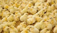 توقیف ۴۰ هزار قطعه جوجه قاچاق در تایباد